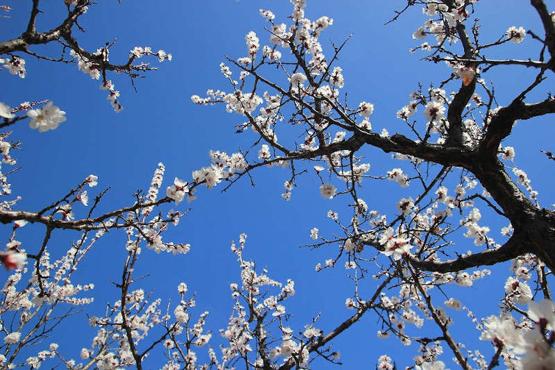 Offre d’emploi : Ouvrier – Ouvrière arboricole à Sarlande