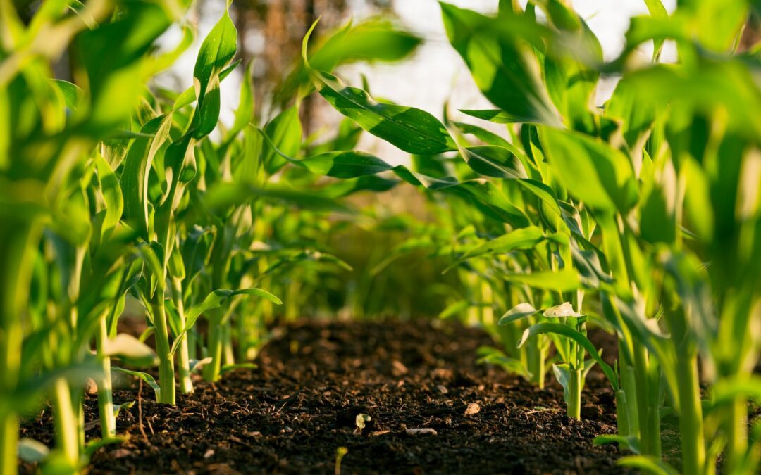 « Aux Légumes Citoyens! » Visite d’une ferme Maraichère BIO